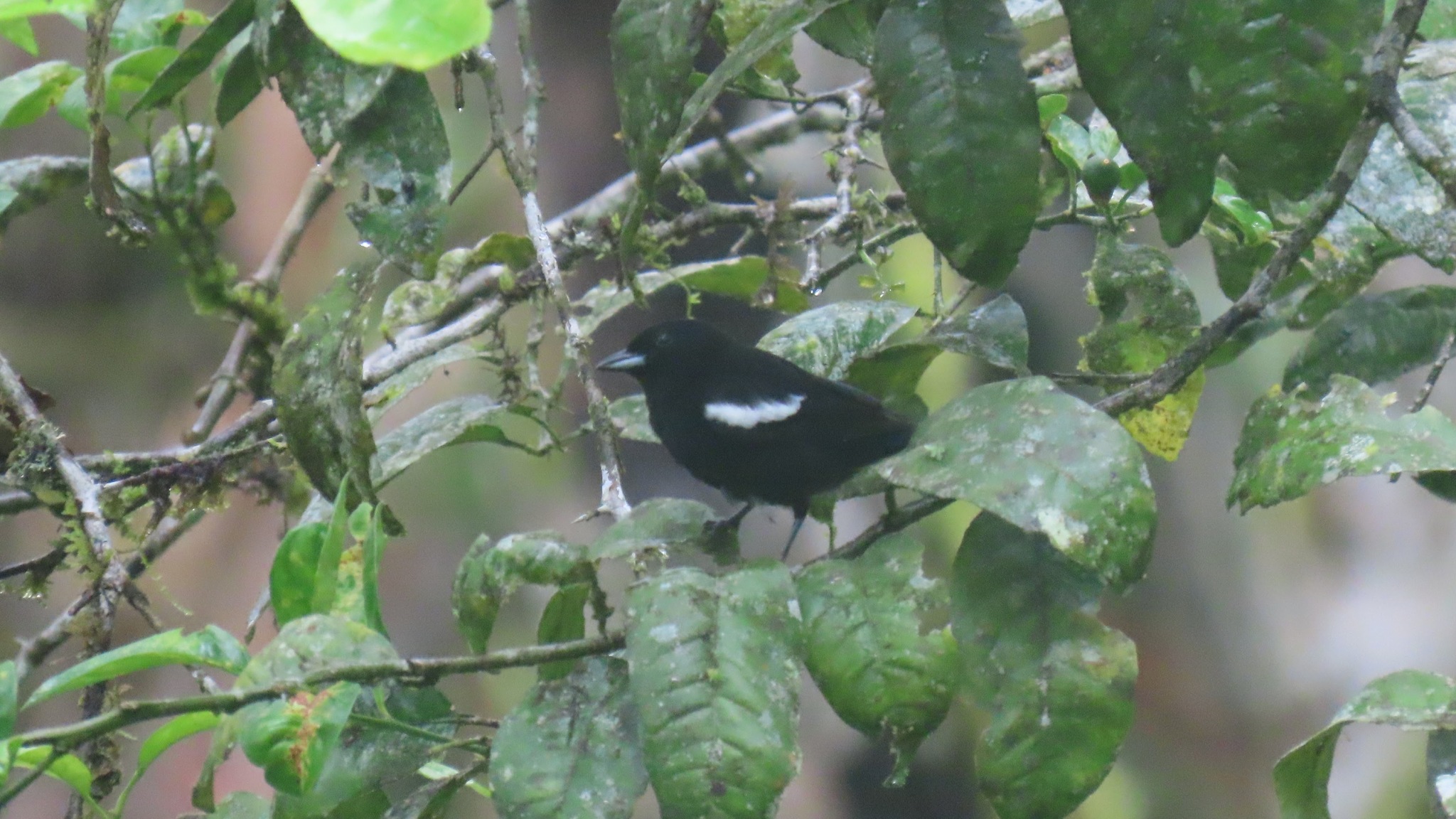 White-shouldered Tanager (Loriotus luctuosus), photo 8