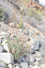 Penstemon spectabilis subinteger