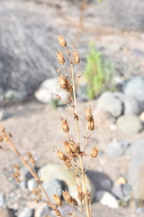 Penstemon spectabilis subinteger