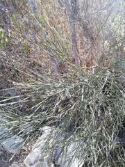 Retanilla ephedra