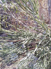 Retanilla ephedra