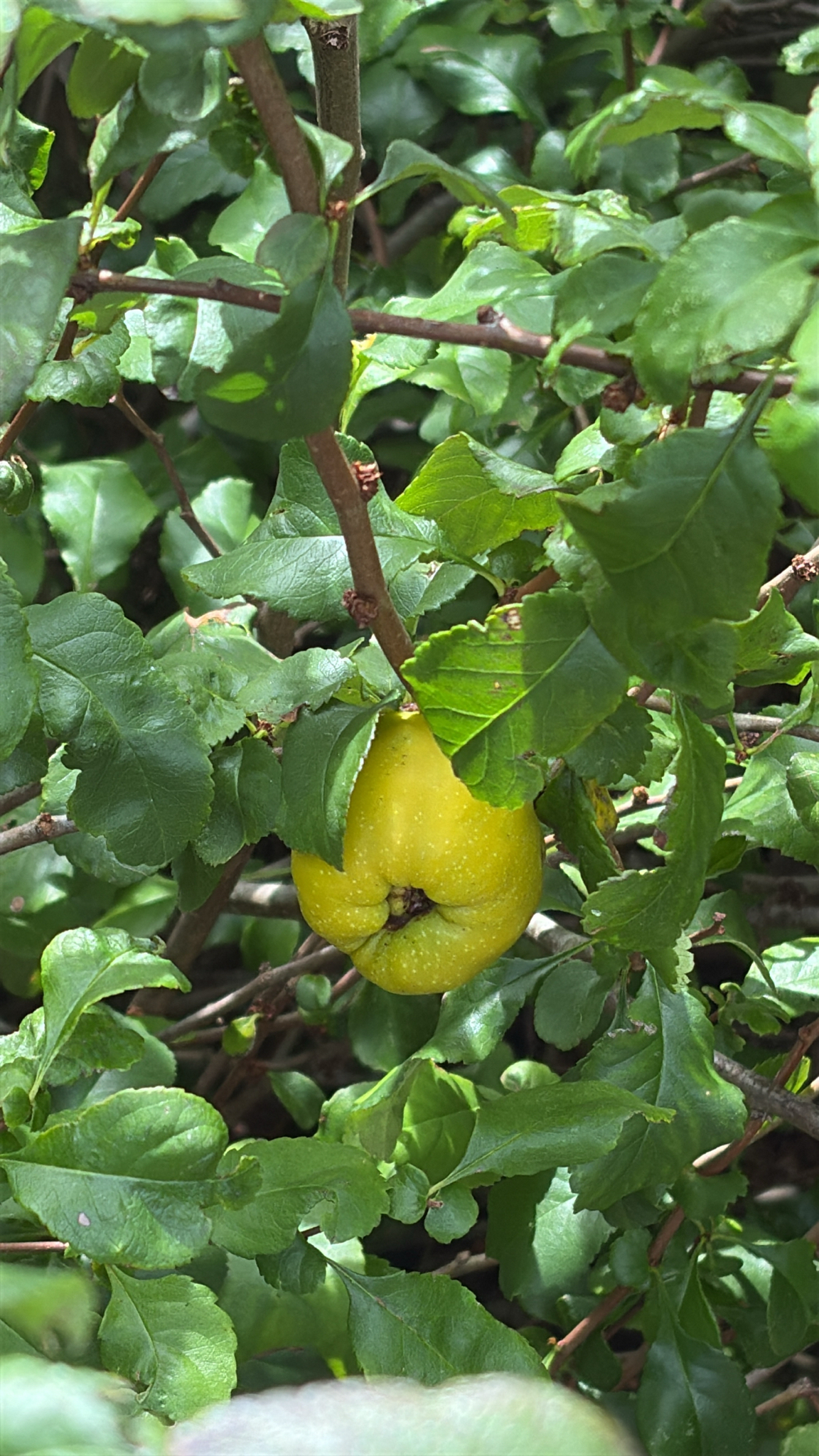 Membrillero de flor
