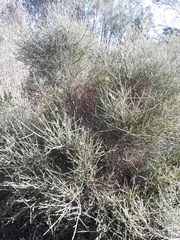 Retanilla ephedra