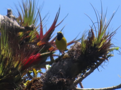 Yellow-crowned Euphonia (Euphonia luteicapilla), photo 3