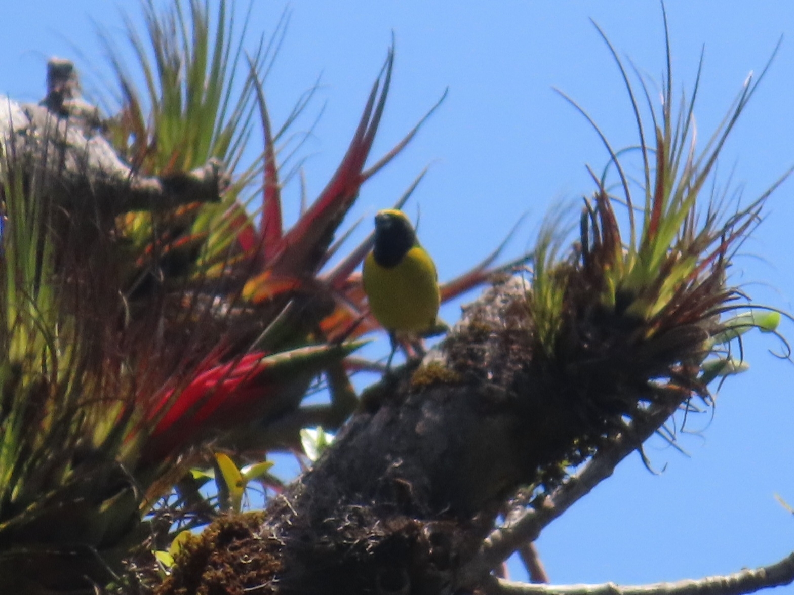 Yellow-crowned Euphonia (Euphonia luteicapilla), photo 3