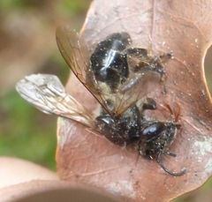 Apis mellifera unicolor