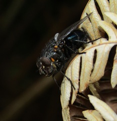 Calliphora quadrimaculata