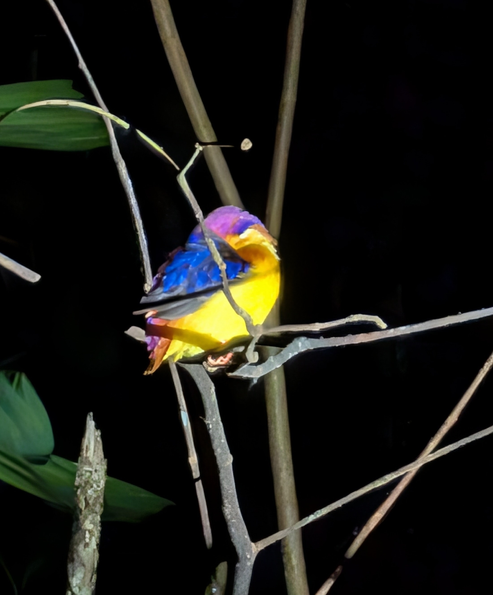 Black-backed Dwarf Kingfisher (Ceyx erithaca), photo 3
