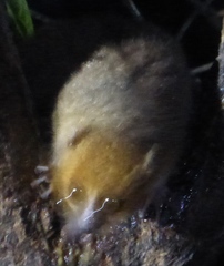 Microcebus rufus
