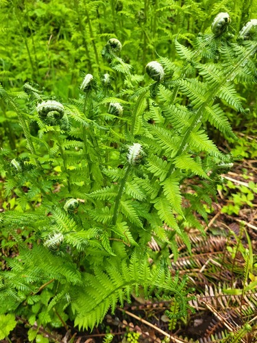 Queen's veil mountain fern (Oreopteris quelpartensis)