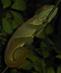 Calumma oshaughnessyi