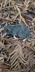 Sorex trowbridgii