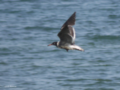 Ichthyaetus leucophthalmus
