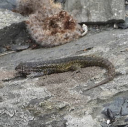 Liolaemus carezzae