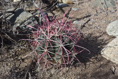 Ferocactus gracilis gracilis