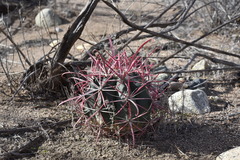 Ferocactus gracilis gracilis