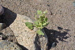 Amauria rotundifolia