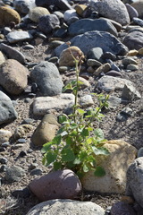 Amauria rotundifolia