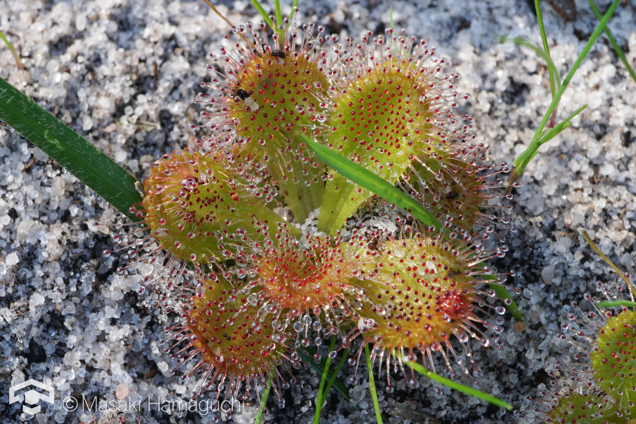 Drosera aberrans (Lowrie & Carlquist) Lowrie & Conran 3