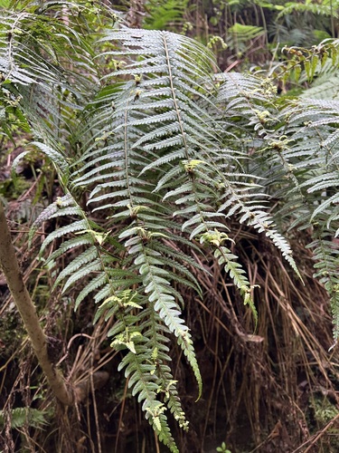 Deparia marginalis observed 2025-02-26