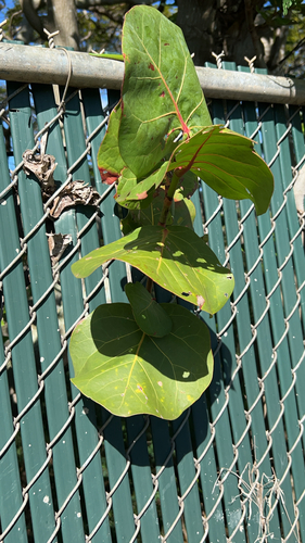 Coccoloba uvifera observed 2026-02-25