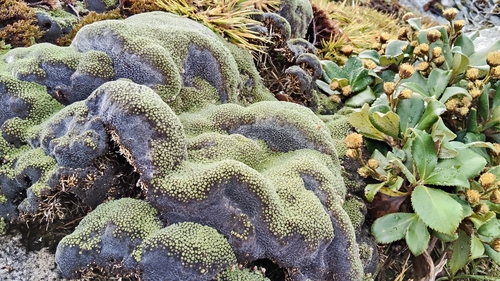 Stewart Island Vegetable Sheep (Raoulia goyenii)