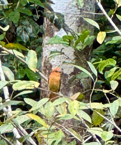 Cinnamon Attila (Attila cinnamomeus), photo 2