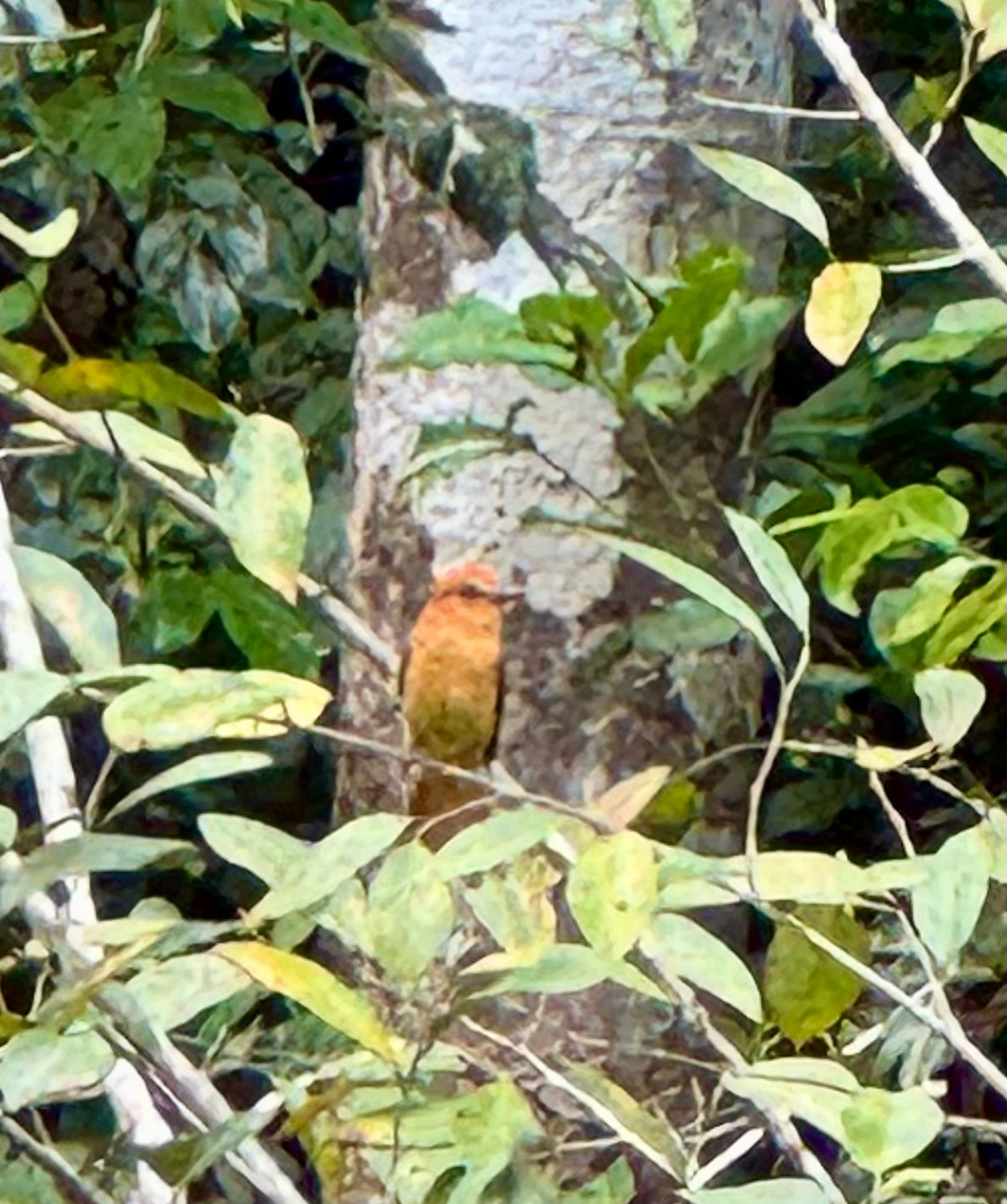 Cinnamon Attila (Attila cinnamomeus), photo 2