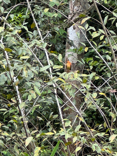 Cinnamon Attila (Attila cinnamomeus), photo 3