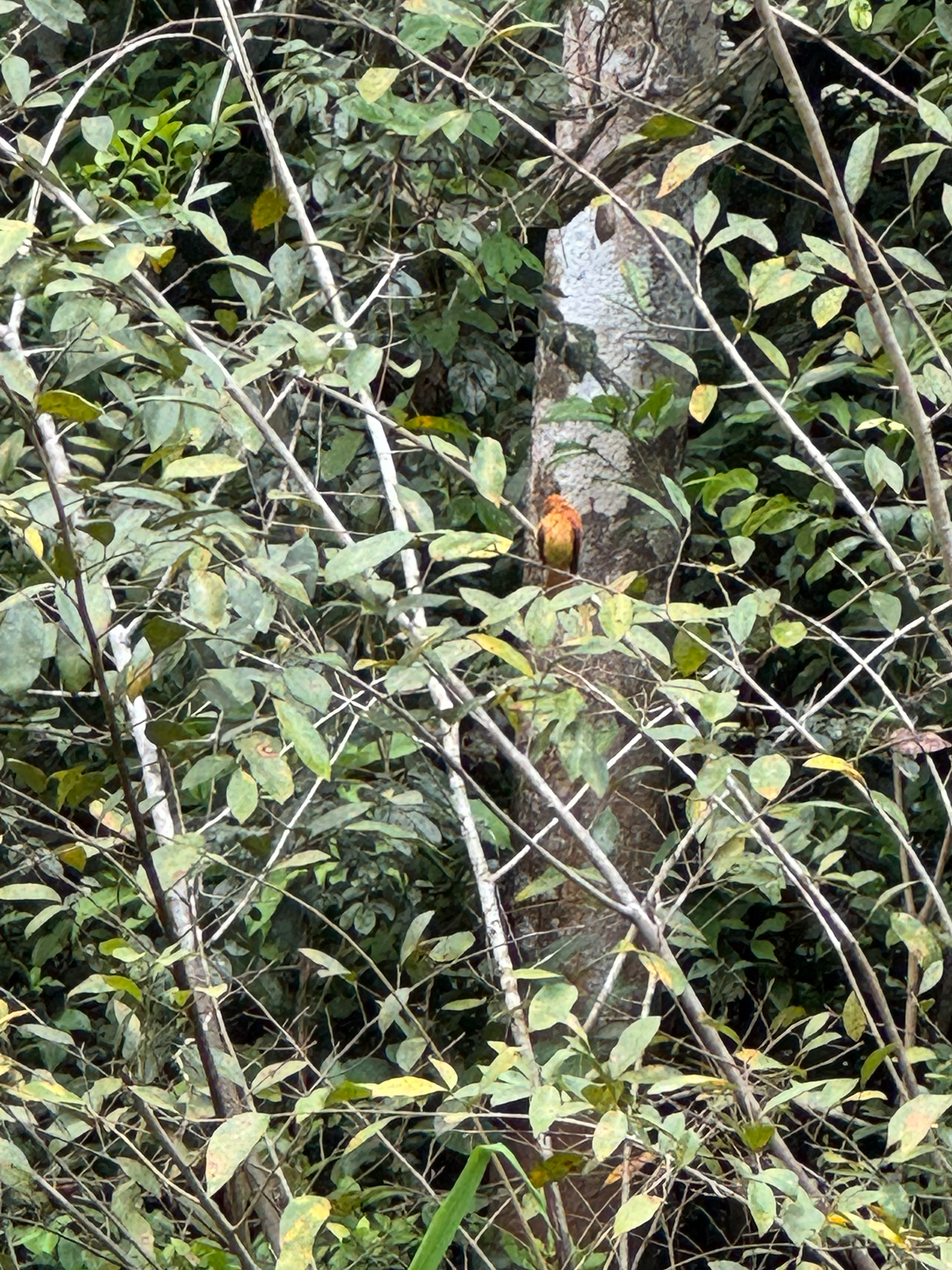 Cinnamon Attila (Attila cinnamomeus), photo 3