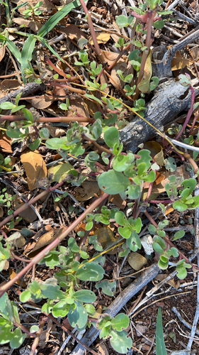 Trianthema portulacastrum observed 2026-02-25