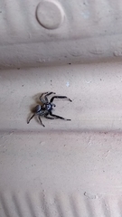Asaphobelis physonychus