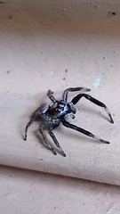 Asaphobelis physonychus