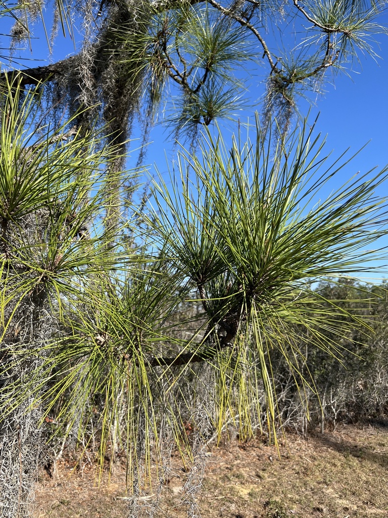 Pinus Venus slash pine from Hill Dr, Venus, FL, US on February 25, 2026 at 03:59 PM ...