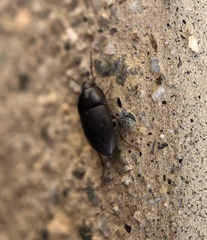 Gondwanocrypticus platensis