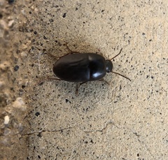 Gondwanocrypticus platensis