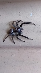 Asaphobelis physonychus