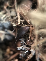 Gondwanocrypticus platensis