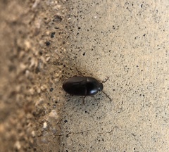 Gondwanocrypticus platensis