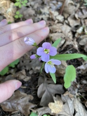 Cardamine nuttallii