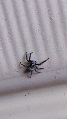 Asaphobelis physonychus