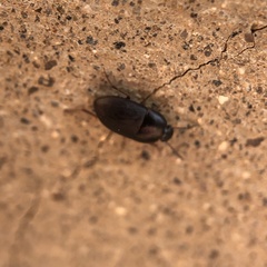 Gondwanocrypticus platensis