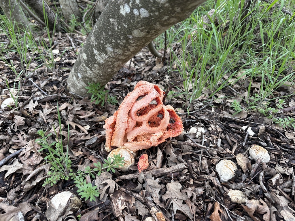 Clathrus ruber · February 2026 · photo: © jzupan (iNaturalist, cc-by)