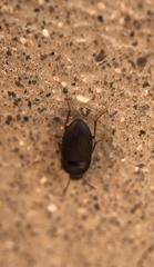 Gondwanocrypticus platensis