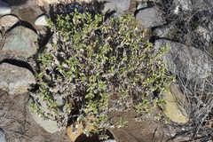 Ambrosia chenopodiifolia