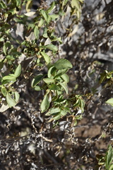 Ambrosia chenopodiifolia