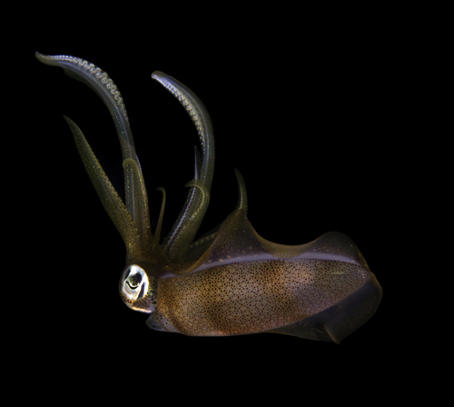 Bigfin Reef Squid — seen at this dive site