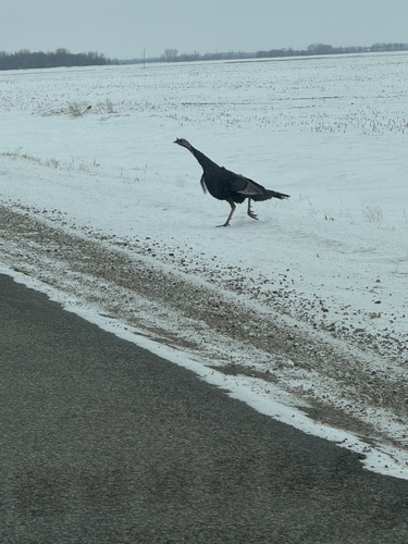 Wild Turkey
