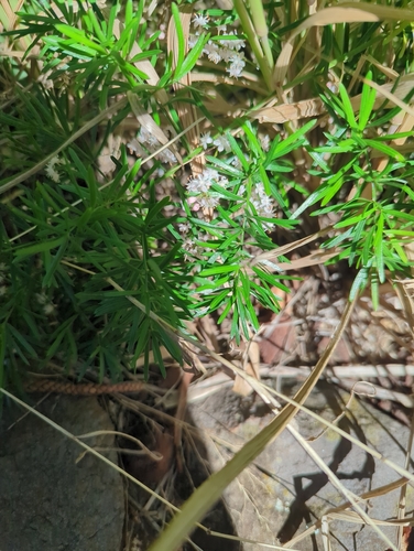 Asparagus aethiopicus observed 2026-02-25