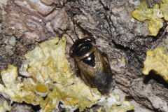 Geocoris megacephalus